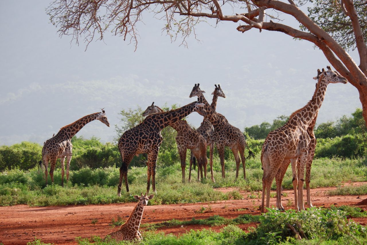 Maasai Village Visits
